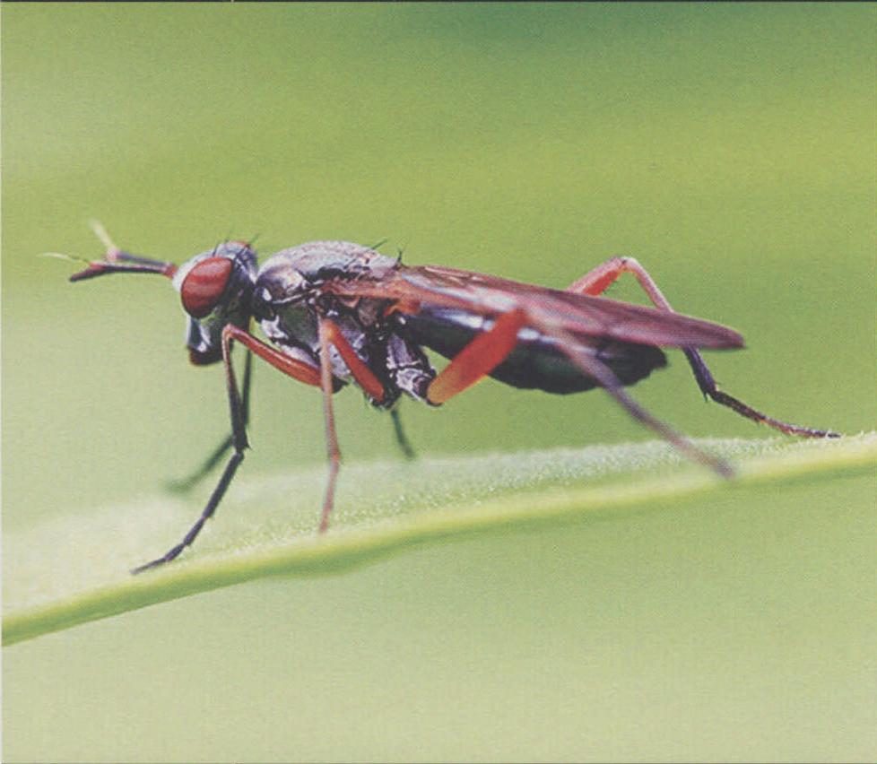 铜色长角沼蝇